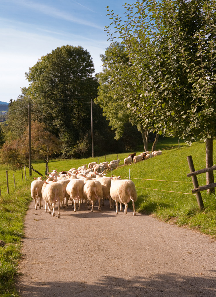 Schafe des Bio-Landwirts Peter Mangold auf dem Weg zur Weide