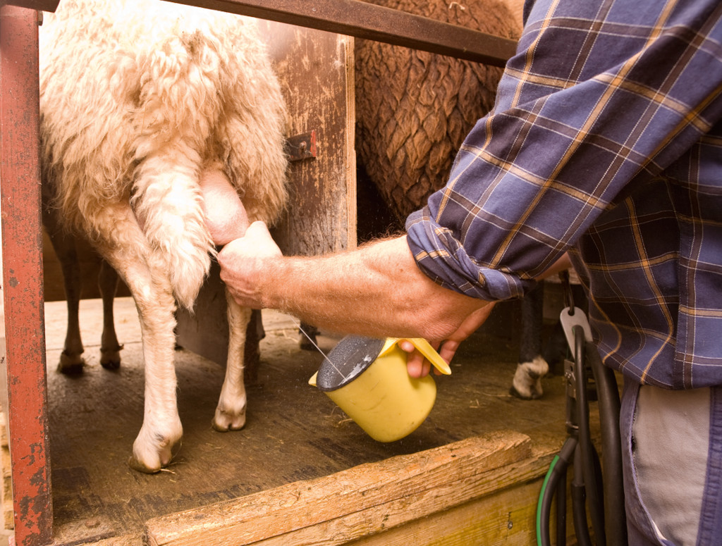 Bio-Landwirt Peter Mangold melkt ein Schaf