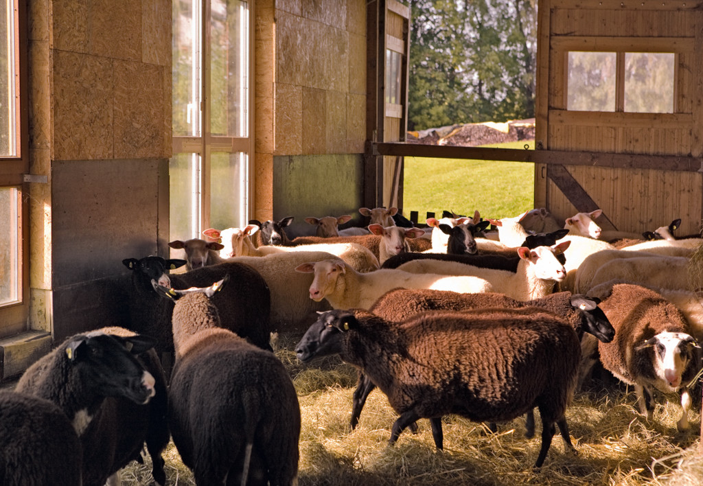 Schafe des Bio-Landwirts Peter Mangold stehen im Stall