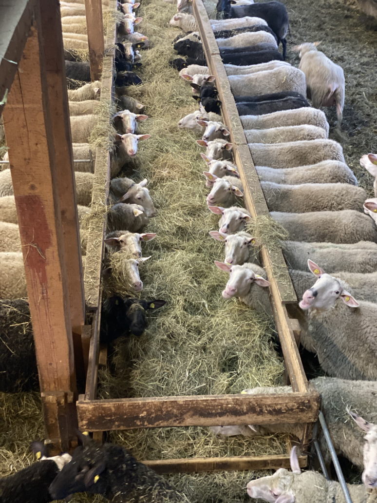 Schafe des Bio-Landwirts Peter Mangold stehen in zwei langen Reihen um den Futtertrog voll Heu