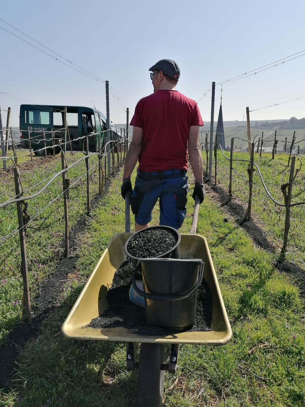 Weinbauer Philipp Wedekind zieht zwischen zwei Reihen von Weinstöcken einen Schubkarren mit zwei Eimern voll Planzenkohle hinter sich her