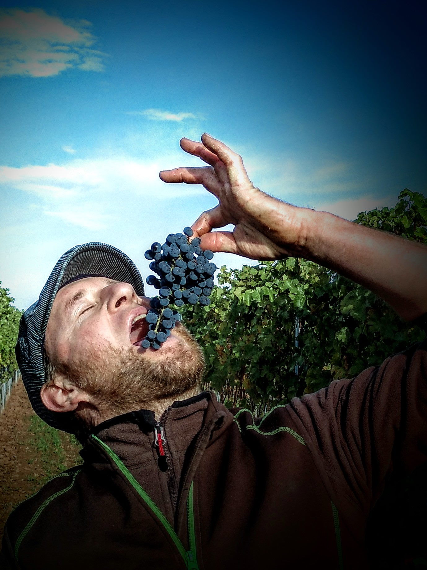 Weinbauer Philipp Wedekind, zwischen seinen Reben, kostet genussvoll Weintrauben