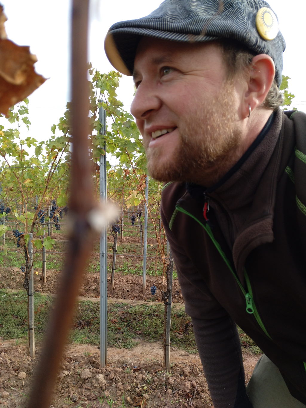 Philipp Wedekind schaut im Weinberg zufrieden die noch nicht geernteten reifen Trauben an