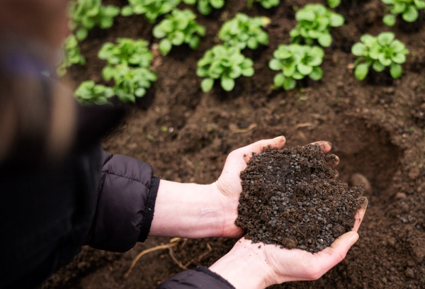 Pflanzenkohlehaltiger Universaldünger wird mit zwei Händen auf ein Feld ausgebracht