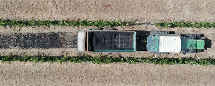 Foto von einem Weinberg von oben fotografiert, auf dem gerade Pflanzenkohle mit einem Traktor ausgebracht wird